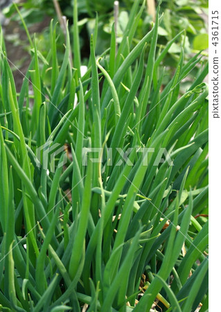 大蔥 耕種的 栽培 4361715
