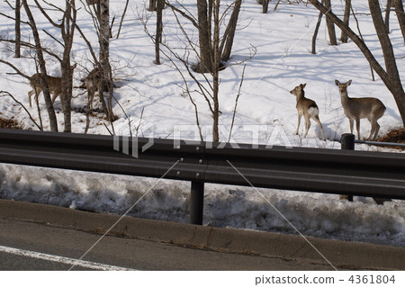 Ezoshima jumping out Attention 4361804