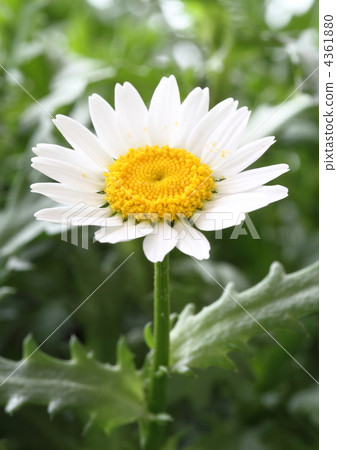 North pole flowers North pole flowers 4361880