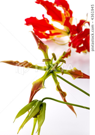 嘉蘭屬 嘉蘭屬 4361945