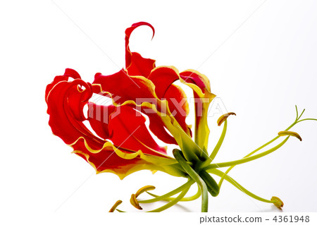 Gloriosa Gloriosa 4361948