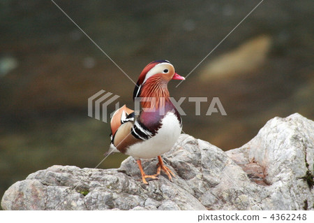 [Oshidori no Sato] 4362248