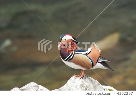 [Oshidori no Sato] 4362297