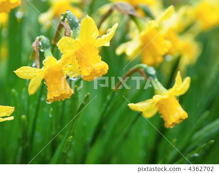 Narcissus 4362702
