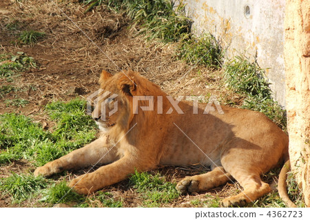 lion_15 lion_15 4362723