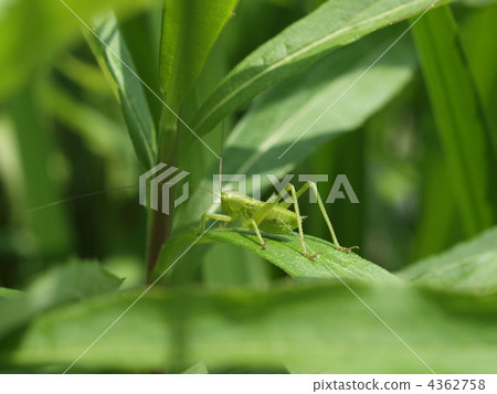 在葉子上的螞蚱 4362758
