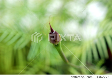 Lucifera seeds Lucifera seeds 4362778
