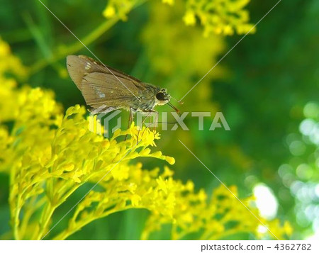 One letter Cecely and Ominae 4362782