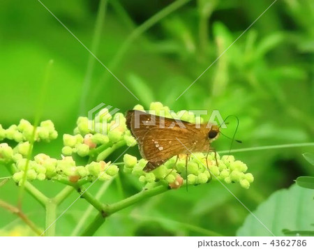 Ichimon dyseri and yakugarashi Ichimon dyseri and yakugarashi 4362786