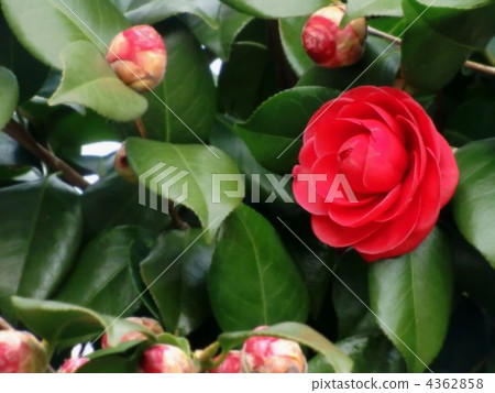 Red camellia 4362858
