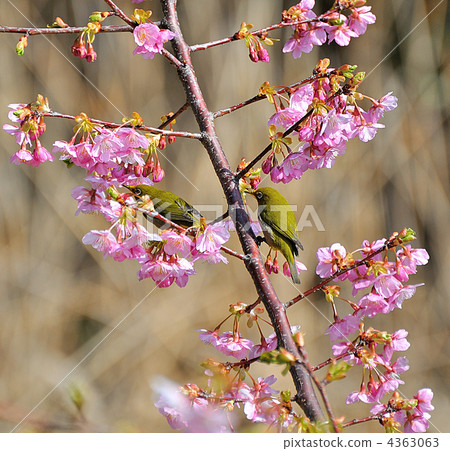 Kawazu cherry tree and mezzo Kawazu cherry tree and mezzo 4363063