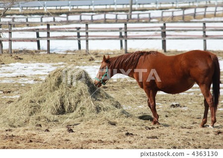 Horses eating hay on a ranch in Hokkaido 4363130
