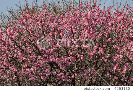 Light pink pink scarlet 4363180