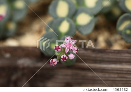 各種Misebaya 4363282