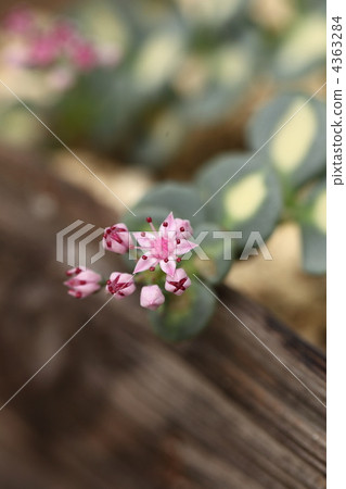 各種Misebaya 各種Misebaya 4363284