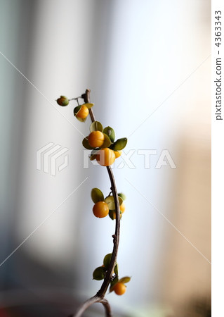 蟹肉小狗 4363343