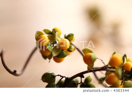 蟹肉小狗 4363344