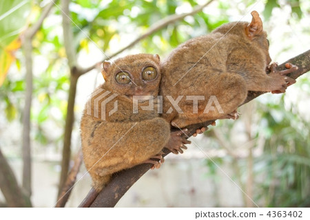 波博爾島上的眼鏡猴 4363402