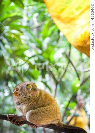 Tarsier on Bobor Island 4363408