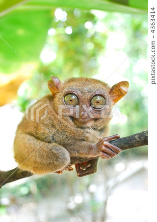 Tarsier on Bobor Island Tarsier on Bobor Island 4363414