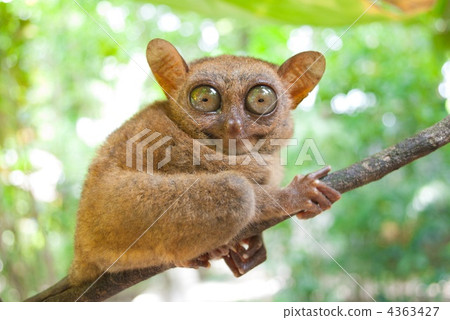 Tarsier on Bobor Island Tarsier on Bobor Island 4363427