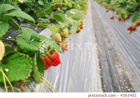 Strawberry field 4363481