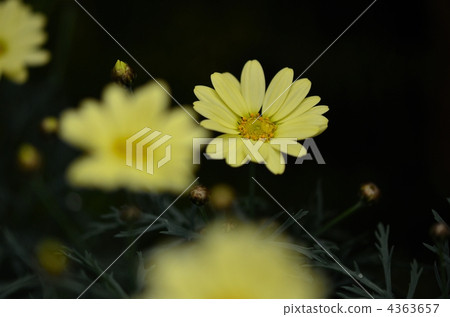 木茼蒿 瑪格麗特小雛菊 雛菊 4363657
