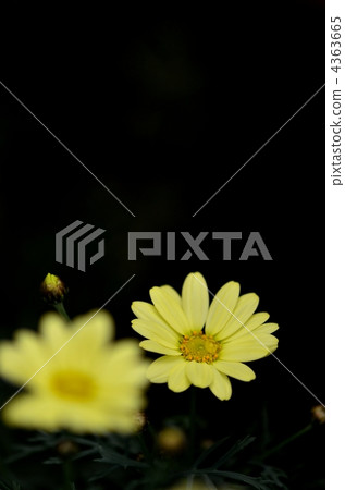 木茼蒿 瑪格麗特小雛菊 雛菊 4363665