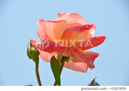 botanic, botanical, plant 4363909