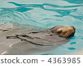 Seals at Higashiyama zoo 4363985