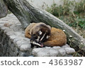 Hakubishin at Higashiyama Zoo 4363987