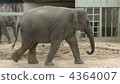 Elephant at Higashiyama Zoo 4364007
