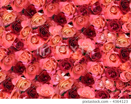 Rose Rose 4364123