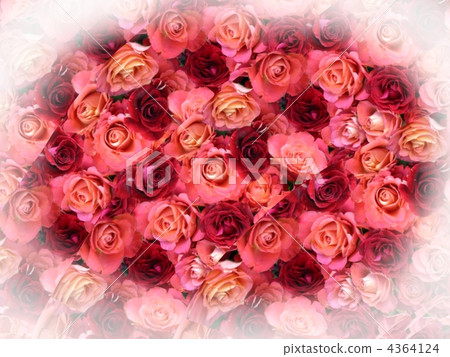 Rose Rose 4364124