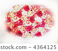 Rose   4364125