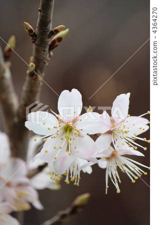 Cherries 4364270