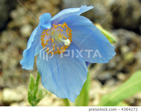 喜馬拉雅山的罌粟 喜馬拉雅山的罌粟 4364272