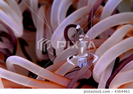 emperor shirmp, arthropods, an arthropod 4364461