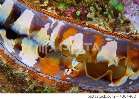 ms. ili show jo guy, sea animals, coral 4364468