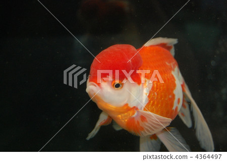 金魚 淡水魚 鯉魚 4364497