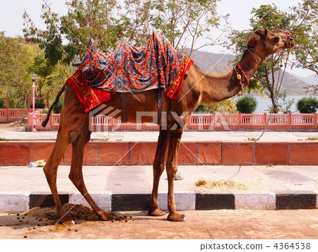 camel, animal, animals 4364538
