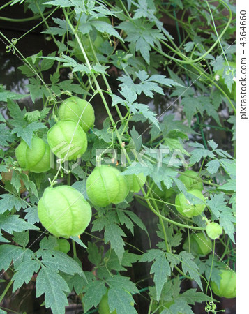 富森克魯茲 4364660