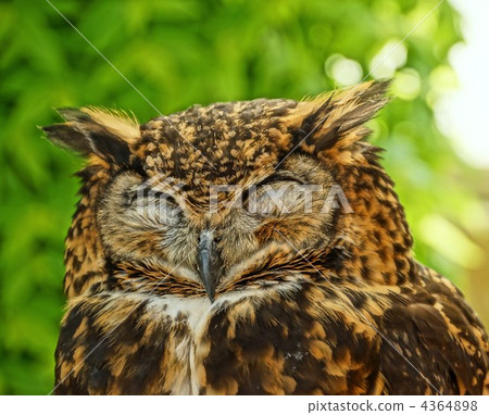 Earthworms mimizuku 4364898