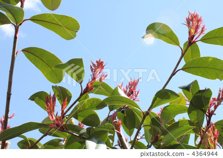 春天風景 4364944