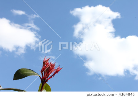 心雲和紅蟹 4364945