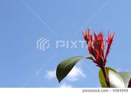 藍天和紅色螃蟹 4364949