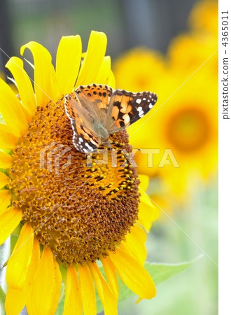 Sunflower and Acacatheha 4365011