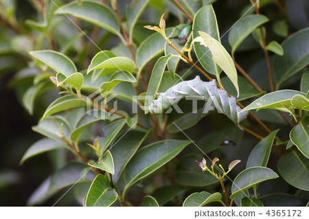 larvae of psilogramma increta, larva, fall 4365172