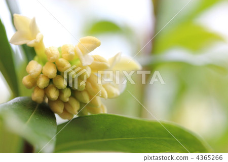 Shen flower flower 4365266