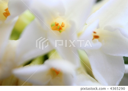 Shen flower flower Shen flower flower 4365290